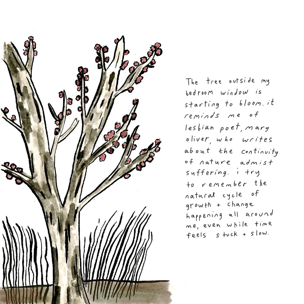 A drawing of a tree with red buds on its branches. To the right of the drawing is written: “the tree outside my bedroom window is starting to bloom. it reminds me of a lesbian poet, mary oliver, who writes about the continuity of nature admist suffering. I try to remember the natural cycle of growth + change happening all around me, even while time feels stuck + slow.”